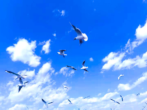 蓝天白云下的白鸽