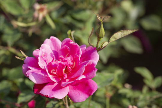 尖蕾小花月月红月季花