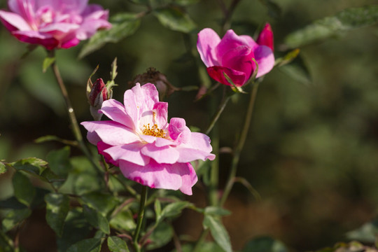 二色月月红月季花