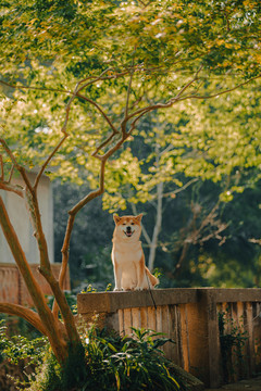 柴犬高清写真