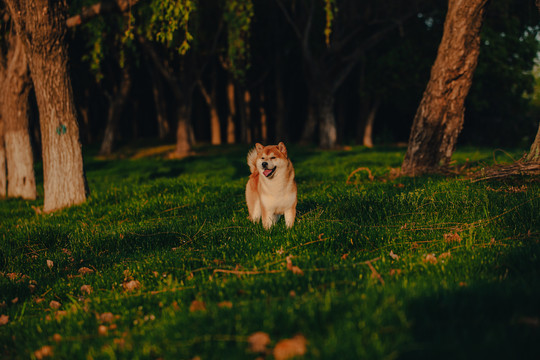 柴犬高清写真