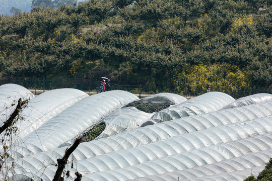 农村种植业