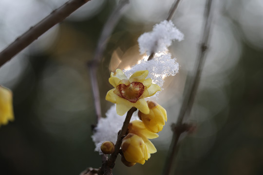 雪梅