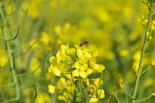 油菜花