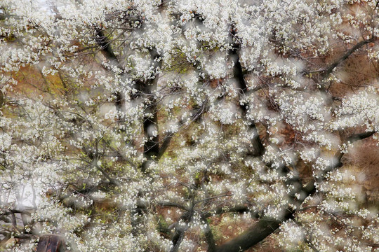 繁花似锦