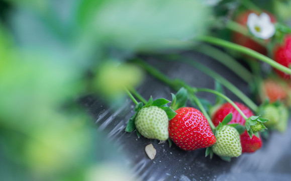 新鲜草莓采摘