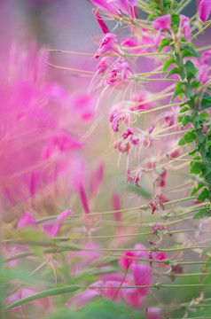 醉碟花紫色花