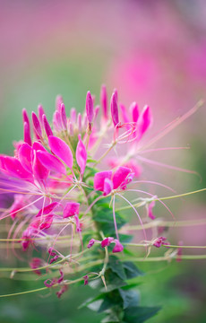 醉碟花紫色花