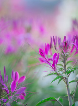 醉碟花紫色