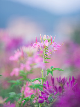 醉碟花紫色花