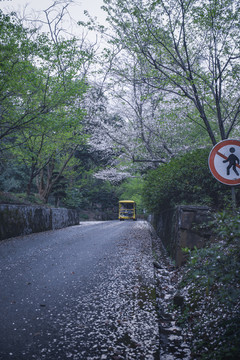 樱花路