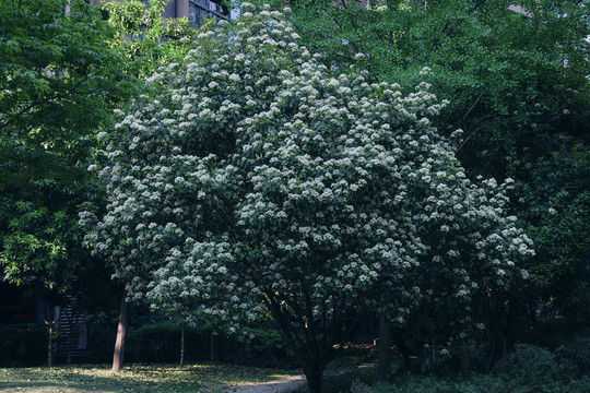 石楠花