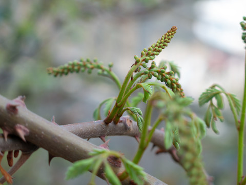 豆科植物云实