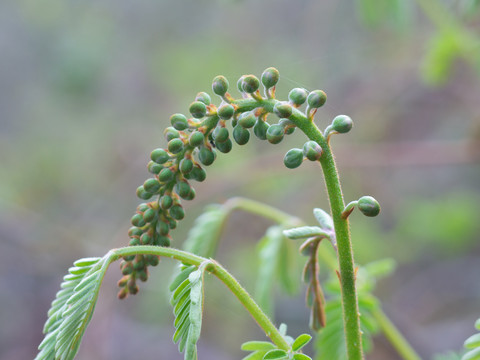 豆科植物云实