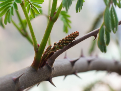 豆科植物云实