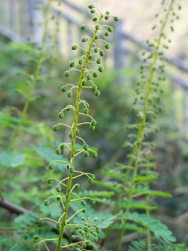 豆科植物云实