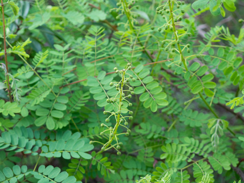 豆科植物云实