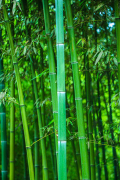 绿竹子