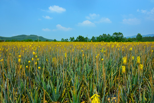 臺山蘆薈莊園