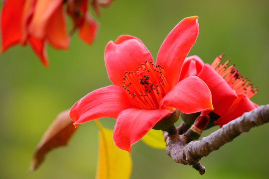 红色木棉花