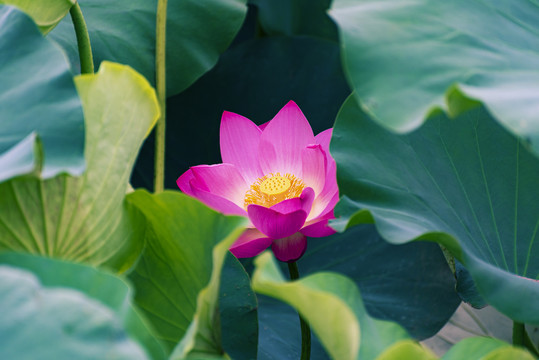 荷花高清图片素材