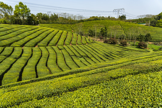 茶山茶园