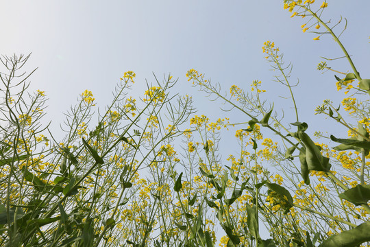 仰望油菜花