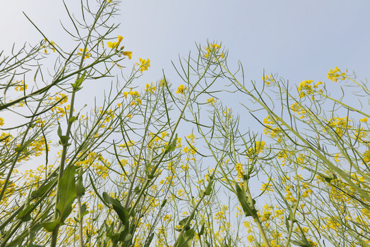 仰望油菜花