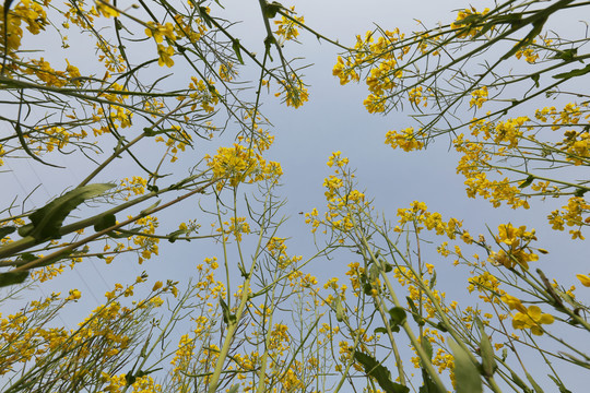 仰望油菜花