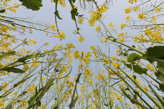 仰望油菜花