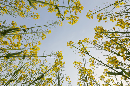 仰望油菜花