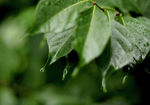 绿叶露水雨滴