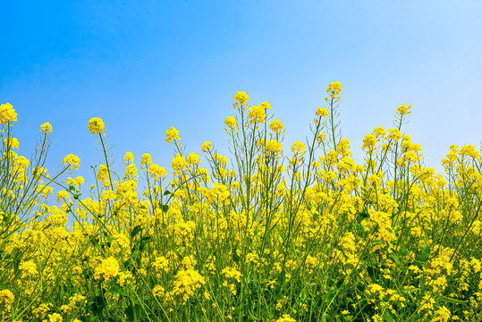 蓝天油菜花