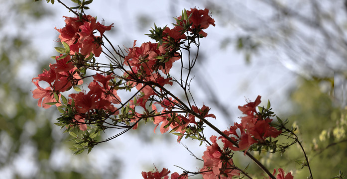 杜鹃花开