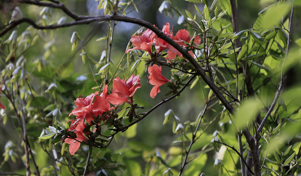 杜鹃花开