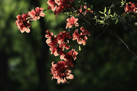 杜鹃花