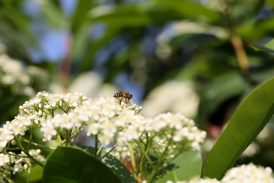 蜜蜂