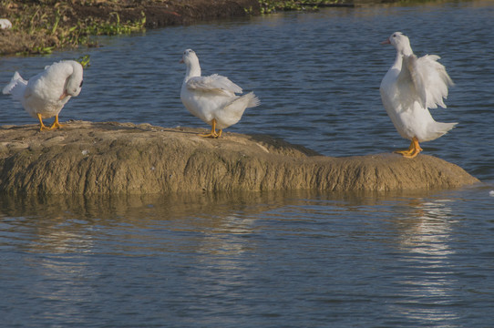 水塘白鸭子
