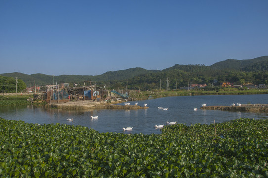 鱼塘鸭子风景