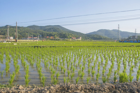 水稻田春种风景