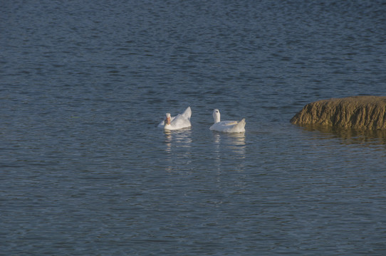 白鸭水中浮