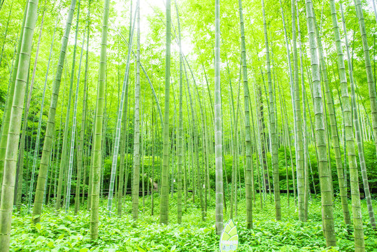 綠竹林