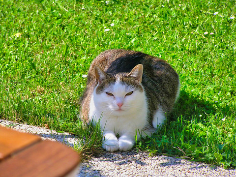 三色猫与猫咪