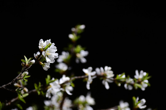 山樱桃花