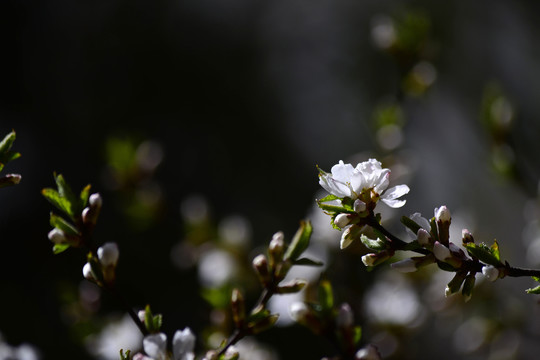 山樱桃花