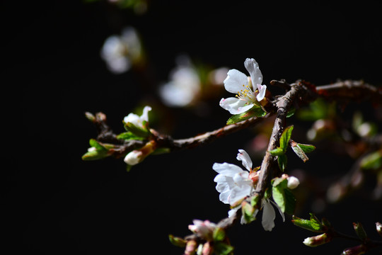 山樱桃花