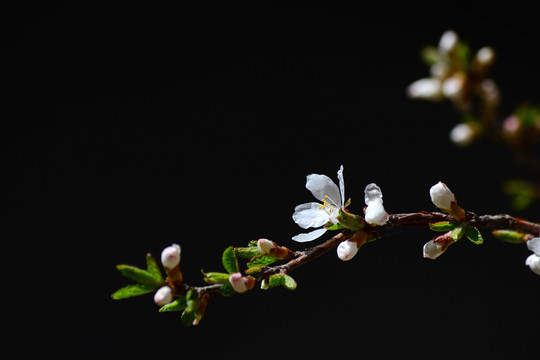 山樱桃花