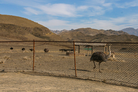 新疆天山野生动物园