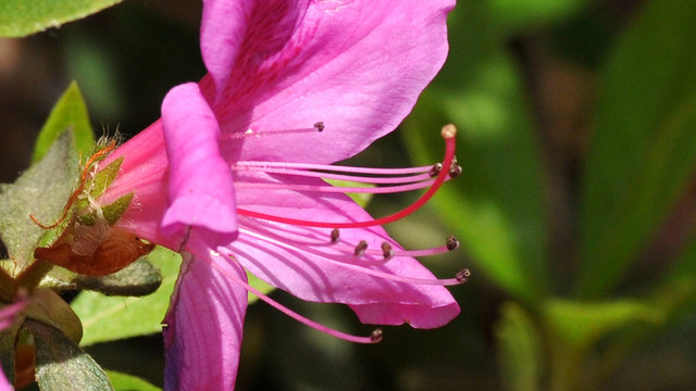 杜鹃花