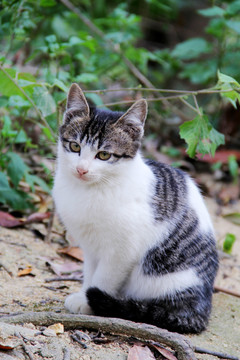 站立着的花猫